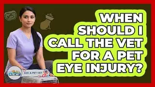 When Should I Call The Vet For A Pet Eye Injury?