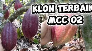 Review clone terbaik MCC 02 #agriculture#agrotani#kakao