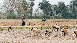 பாரம்பரிய கிடைத் தொழிலில் ஈடுபடும் மக்களுக்கு இந்த காணொளி சமர்ப்பணம்