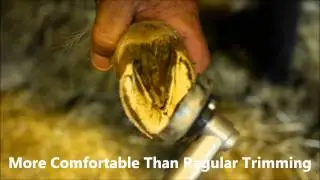 Hoof Boss Chainsaw Disc on Miniature Hooves