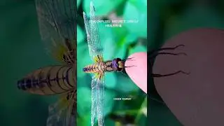 Discovering Calm Through Dragonflies: Nature&rsquo;s Gentle Messengers of Peace and Serenity&hellip;.