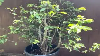 Large Hornbeam / Carpinus betulus multitrunk. Yamadori rawmaterial.
