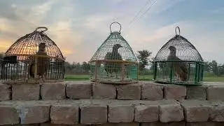 Grey francolin male voice greys francolin baby voice francolin fight 2026