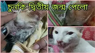 চুনকী দ্বিতীয় জন্ম পেলো🥺😼😼 #cat #cataccident #pets #biral_accident #indian_cat