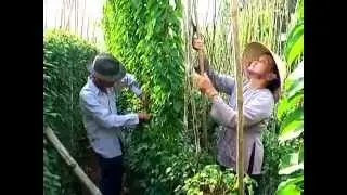 la giang