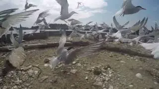 sternes VS go&eacute;lands
