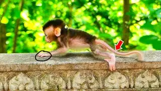 OH, My God... Old Macaque Mom left adored tiny baby monkey learning to walk on the high wall as well