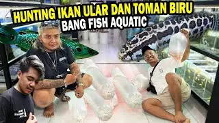 BUNGKUS!!  CHANNA MOTIF ULAR (ARGUS) DAN CHANNA PLEURO DI BANG FISH AQUATIC BOYOLALI