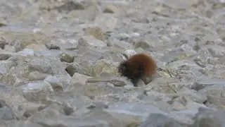 Can a Fuzzy Caterpillar Forecast Winter Weather?
