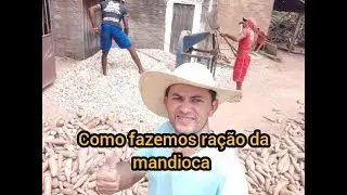 como se fais ração da mandioca para bovinos ovinos caprinos e suínos veja!!!!