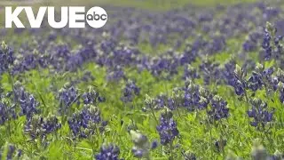 Lady Bird Johnson Wildflower Center planning to expand