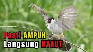 Suara Burung Kutilang Gacor Garuda JOSS Untuk Masteran Dan Pikat Langsung Nyaut
