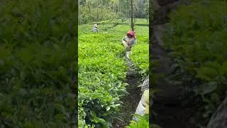 Tea Estates in Kerala #shorts #kerala