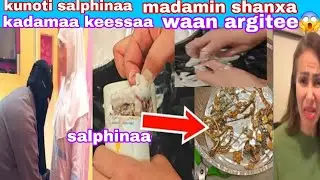 😱#salphinaa gudaa #madamiin shanxa kadamaa keessatii waan qabadee uuu👈