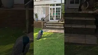 Peacocks 🦚 Roaming Freely