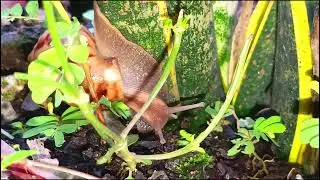 Snails are on top of flower pots 