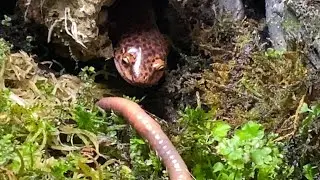 Salamander Smorgasbord!