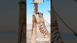 WHITE TIGER CLIMBING A TREE |🔥🤯😱😱 #shorts #shortsvideo #short