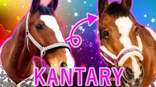 MOJA KOLEKCJA KANTARÓW 🤩