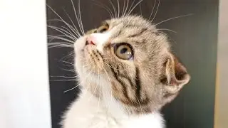 Relaxing Cat Music 🐱 