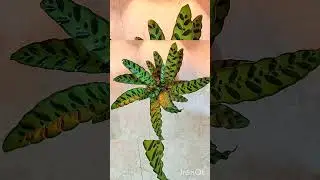 Calathea Lancifolia &lsquo;Rattlesnake#Plant#Planter#decor#wallpaper