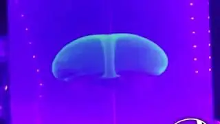 Flow behavior in a stirred tank with a viscoelastic liquid