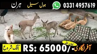 Khaki Campbell ducks/Deer 🦌 Baby/Dasi Eggs 🥚/Fancy Bird's And Other's  Contact 0331 4957619