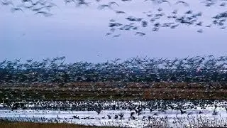 WWT and our great winter migrations
