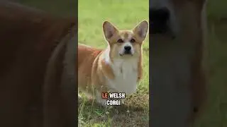 Et si ton adorable Corgi descendait des guerriers vikings ? 🛡️🐾 Oui, ces petits chiens auraient