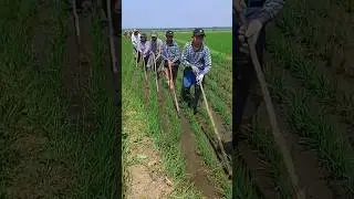Simple process of weed control from paddy field