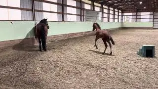 Abigail&rsquo;s purebred Cleveland Bay Colt born August 1, 2024