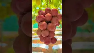 Red grapes farm #grape #grapenation #pruning #grapecity #grapefarm