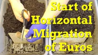 Begin horizontal migration in oldest 
