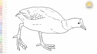Eurasian coot drawing easy | Bird outline sketches | How to draw Australian coot step by step simply
