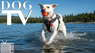 Dog TV Soothe Dog&rsquo;s Anxiety 🐶with TOP Dog Calming Music & All-Day Video Relief for Dogs Home Alone