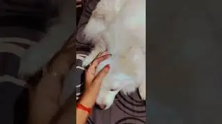 #dil #zindagi #shortvideo #trending #share #viral #love #shorts #youtubeshorts