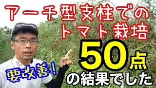 アーチ型支柱でのトマトの半放任栽培結果と改善点について【自然農/ソバージュ栽培/無農薬/ミニトマト/実験】