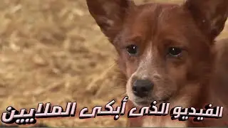 الفيديو الذي أبكى كل من شاهده 2 !! الرحمة بين الحيوانات ..سبحان الله
