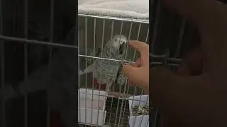 African Grey Parrot biting a yummy looking hand