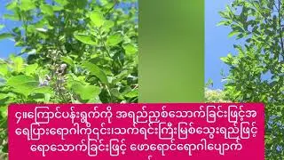  ​ကြောင်ပန်းပင်၏ဆေးဖက်ဝင်မှုများ✅️people unknown plant#knowledge#herbalplant #plants #youtubevideos 