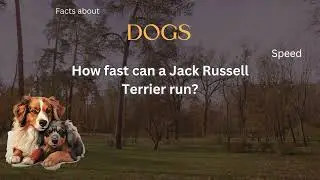 Dog Fact 24 - How fast can a Jack Russell Terrier run?