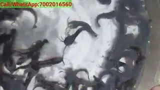 Contact us if you need to fish for local Magur seed. Call/Whatsap:7002016560 Nalbari,Ghograpar