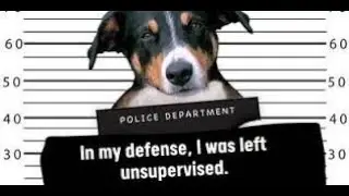 The Mischief Dogs Get Up To When Left Alone & Possible Solutions