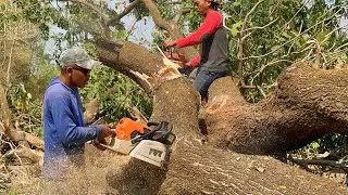 Duet Master & Student !! Cut down 2 raindrop trees, Stihl ms 881.