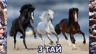 КАРА СУУ САВАЙ АЙЫЛ ӨКМӨТҮ ЫНТЫМАК АЙЫЛЫНДА ЧОҢ УЛАК БОЛОТ 💪🏻 #байтв 
