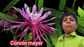 6 মাসের গাছে Connie mayer ড্রাগন গাছে ফুল  ।। Connie mayer dragon fruit #connyemayer