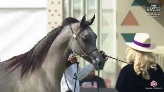 N.440 ASHA'AB ALSHAQAB - The 8th International AHC Show 2025 - Yearling Colts - Section A