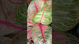 Pink moonlight #aglaonema #plants #chineseevergreen #plantcare #ytshorts #philippines