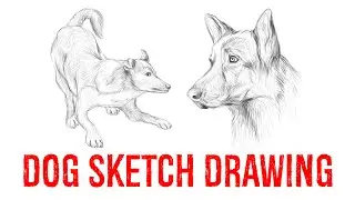 Dog Sketch Drawing Process (Part 1)