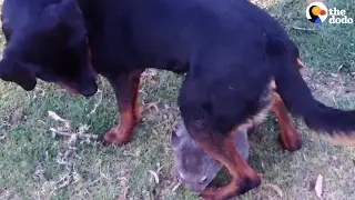 Rescue Wombat Plays With Her Rottweiler